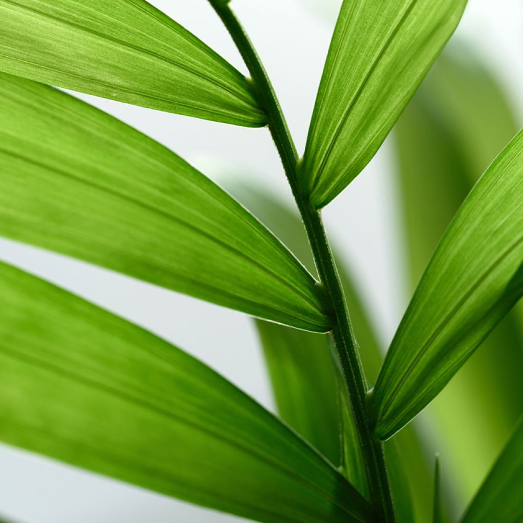 Graines de Palmier d'intérieur - Chamaedorea elegans Collinea