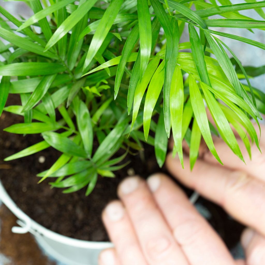 Graines de Palmier d'intérieur - Chamaedorea elegans Collinea