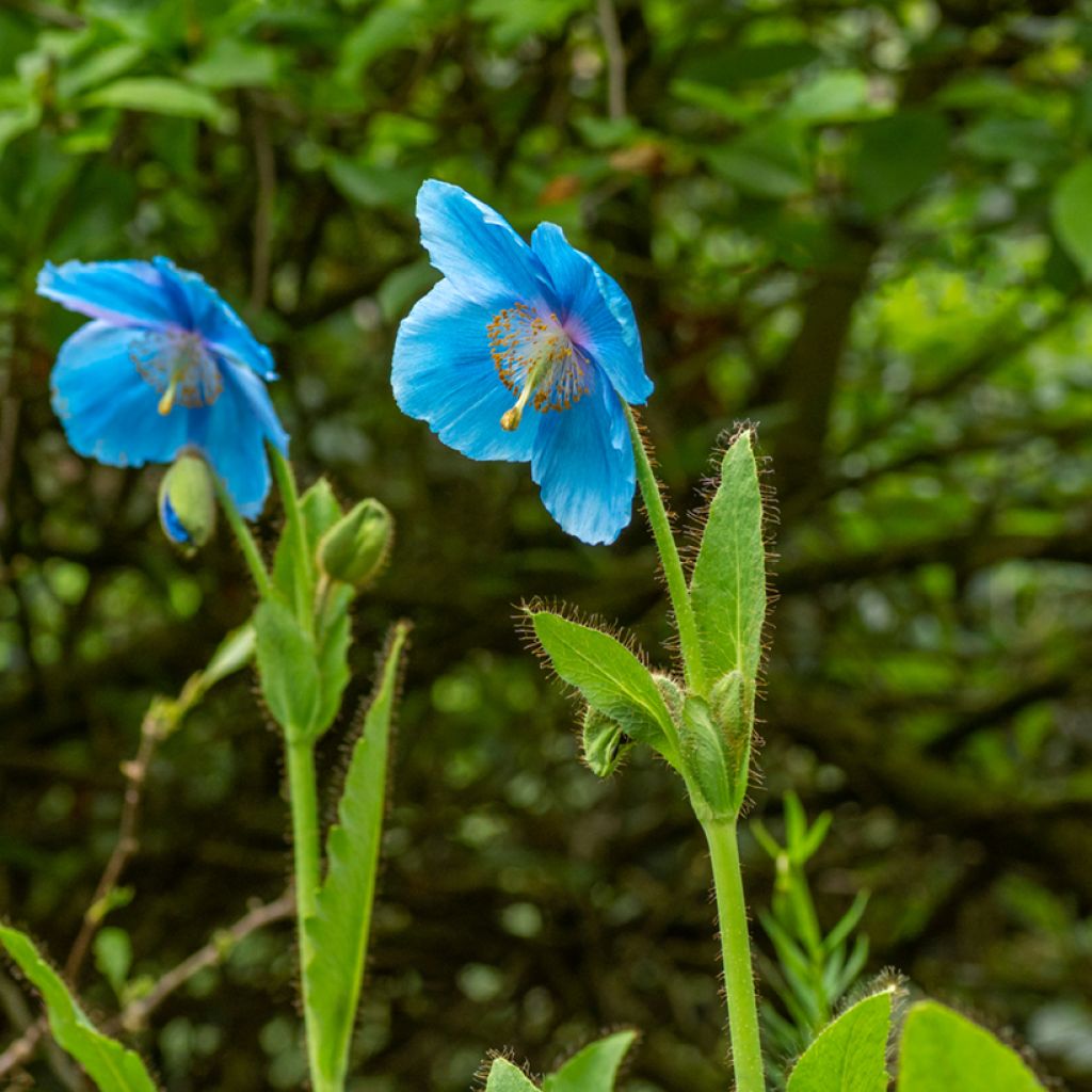 Graines de Pavot bleu de l'Himalaya - Meconopsis betonicifolia