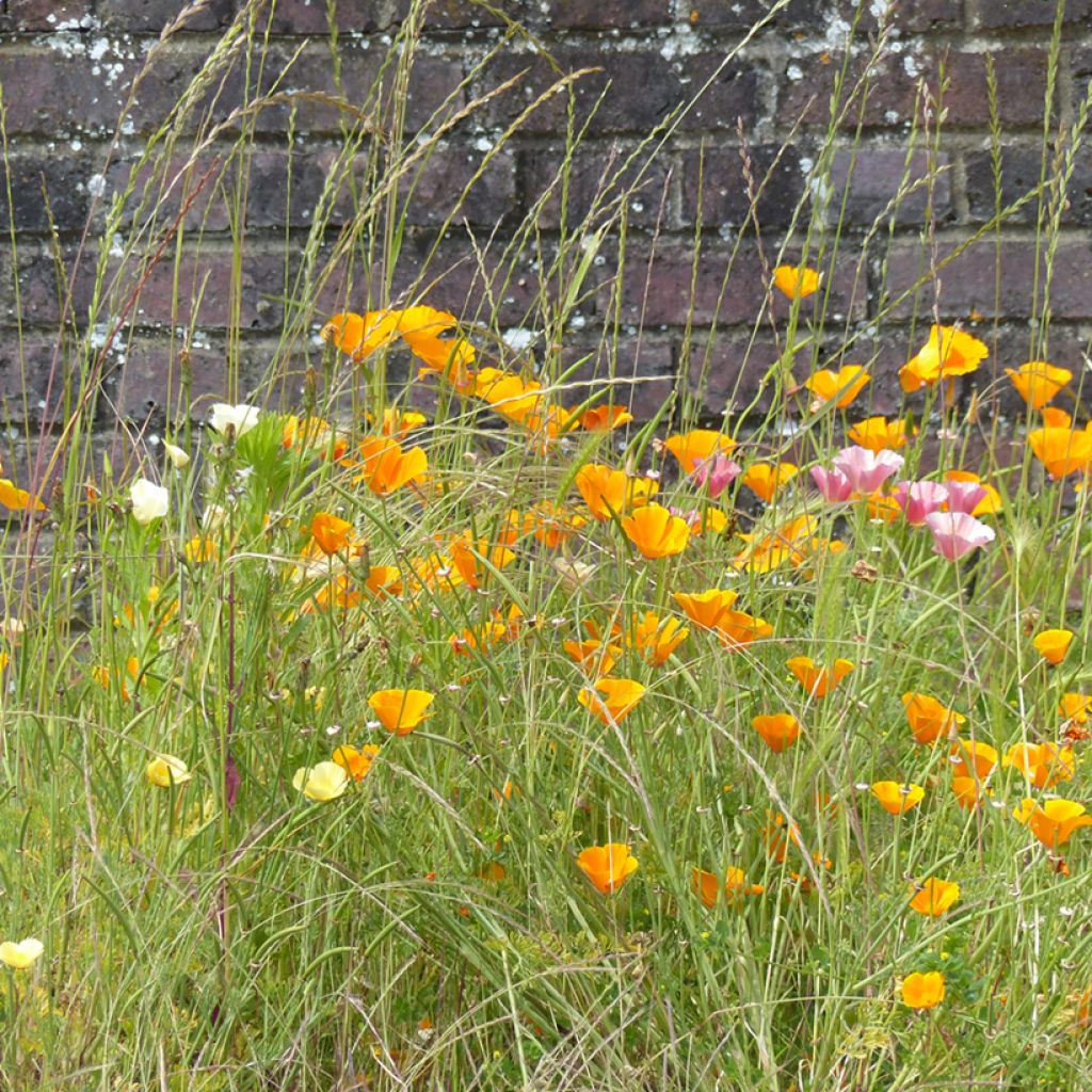 Graines de Pavot de Californie Garden Mix - Eschscholzia californica 