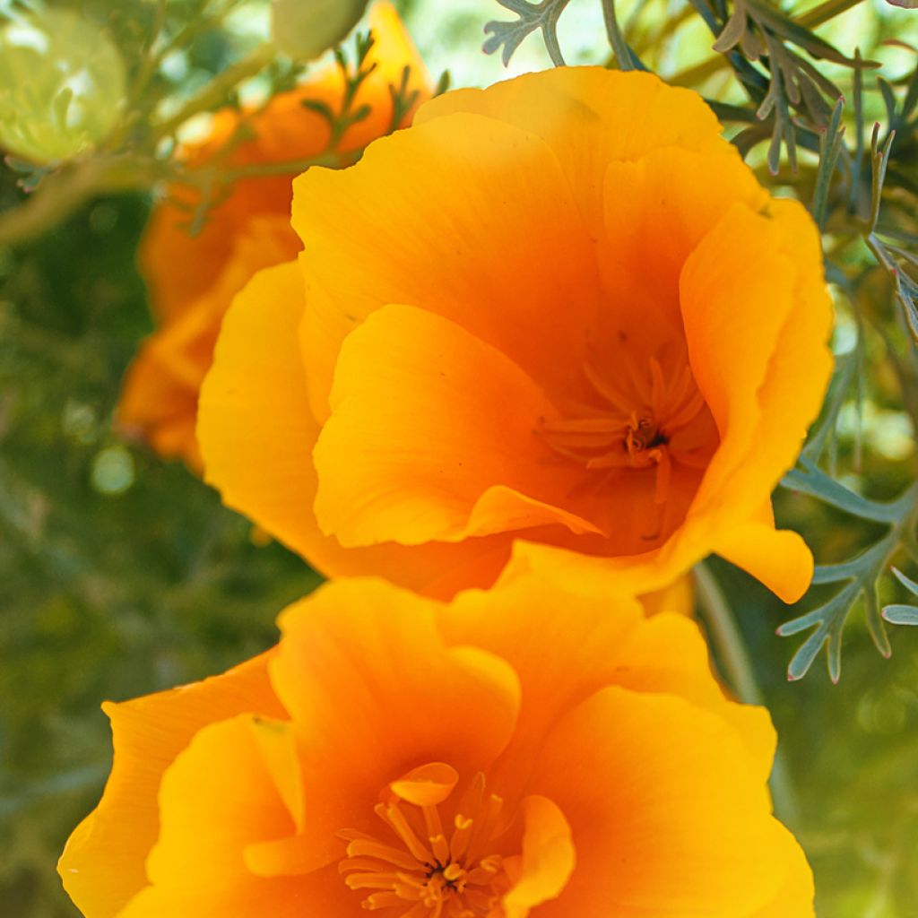 Graines de Pavot de Californie Orange King - Eschscholzia californica