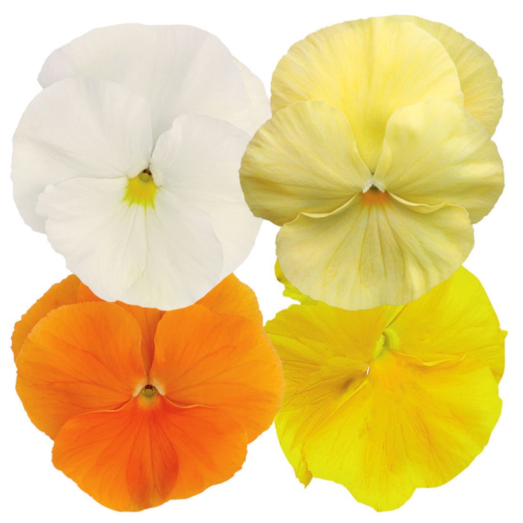 Graines de Pensée Inspire Plus Sunny Day Mix - Viola x wittrockiana