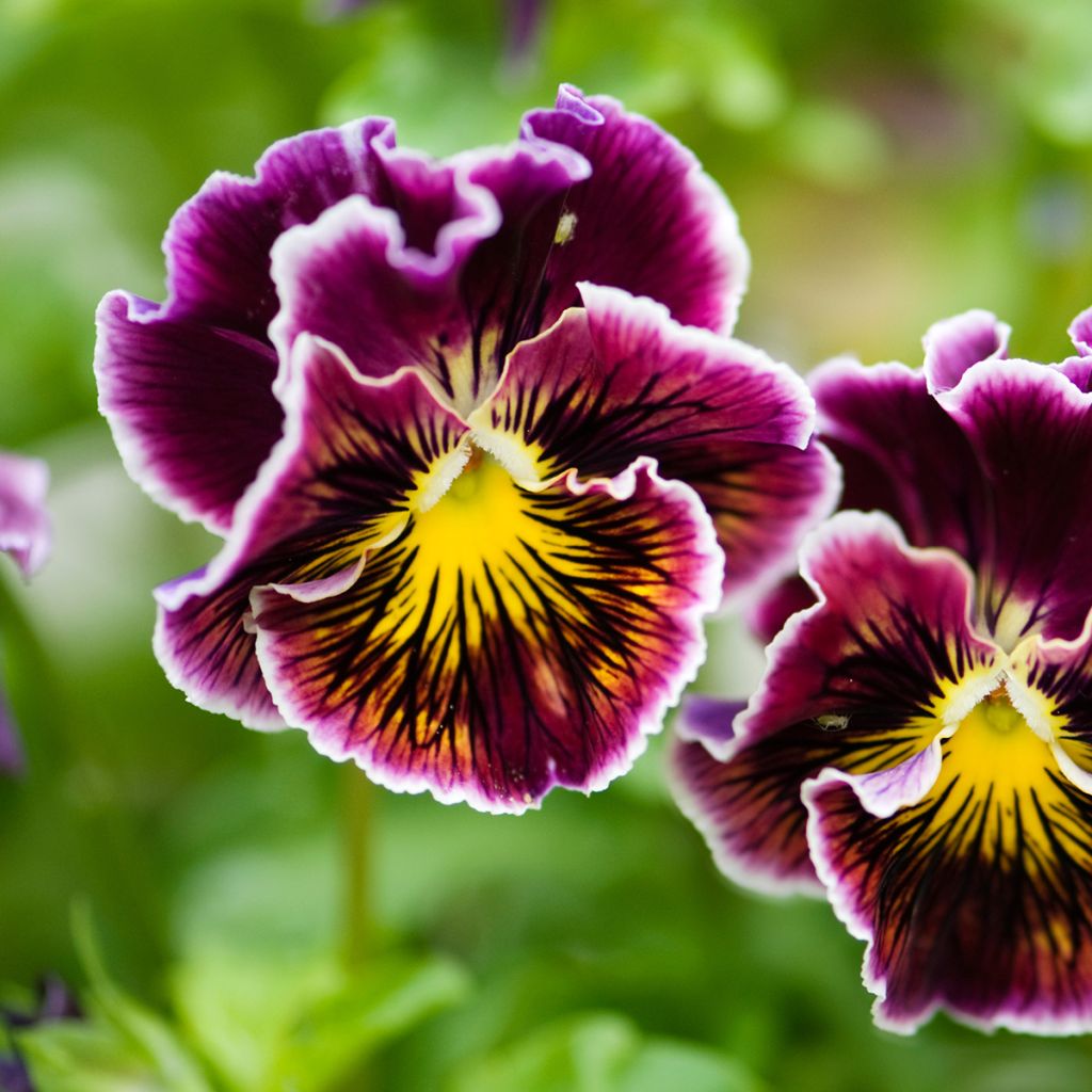 Graines de Pensée Rococo - Viola x wittrockiana