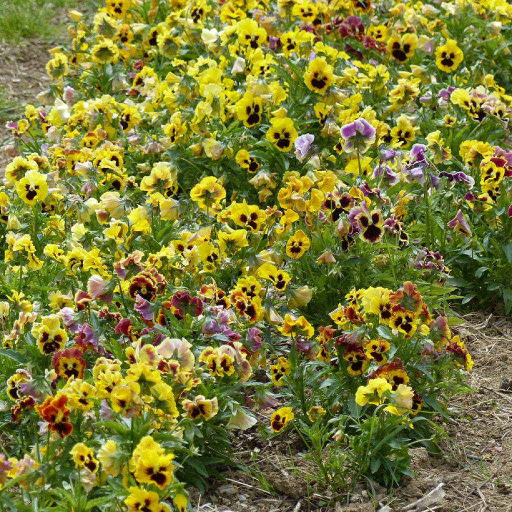 Graines de Pensée à fleurs ondulées Frou Frou BIO - Viola x wittrockiana