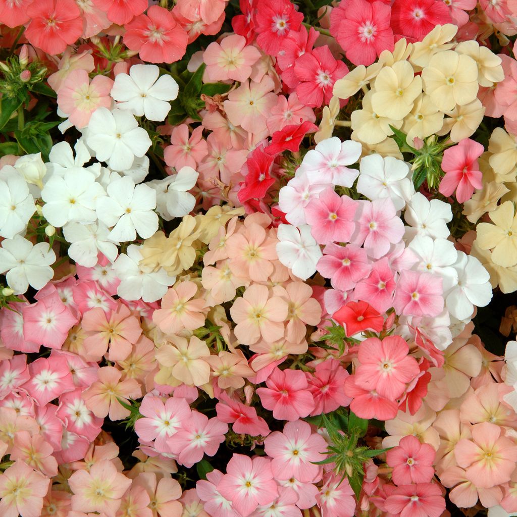 Graines de Phlox annuel nain Beauty Coral Reef - Phlox drummondii