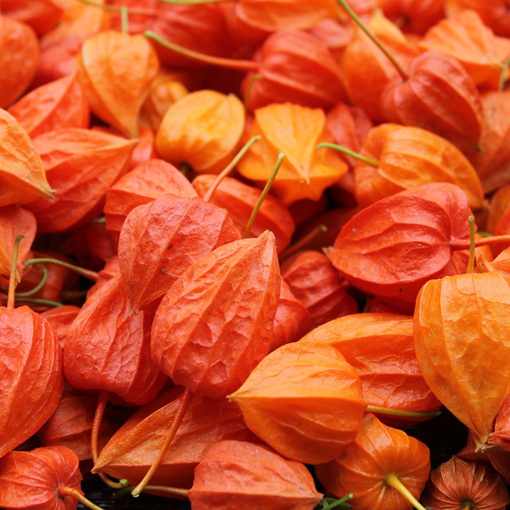 Graines de Physalis alkekengi  - Amour en cage