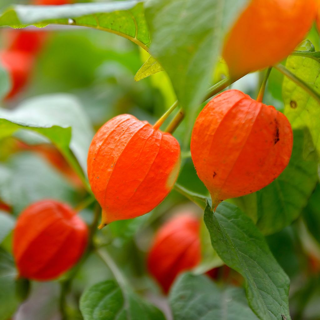 Graines de Physalis alkekengi  - Amour en cage