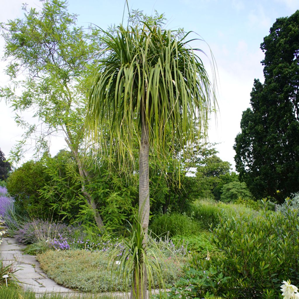 Graines de Pied d'éléphant - Beaucarnea recurvata