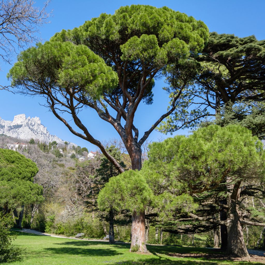 Graines de Pin parasol - Pinus pinea