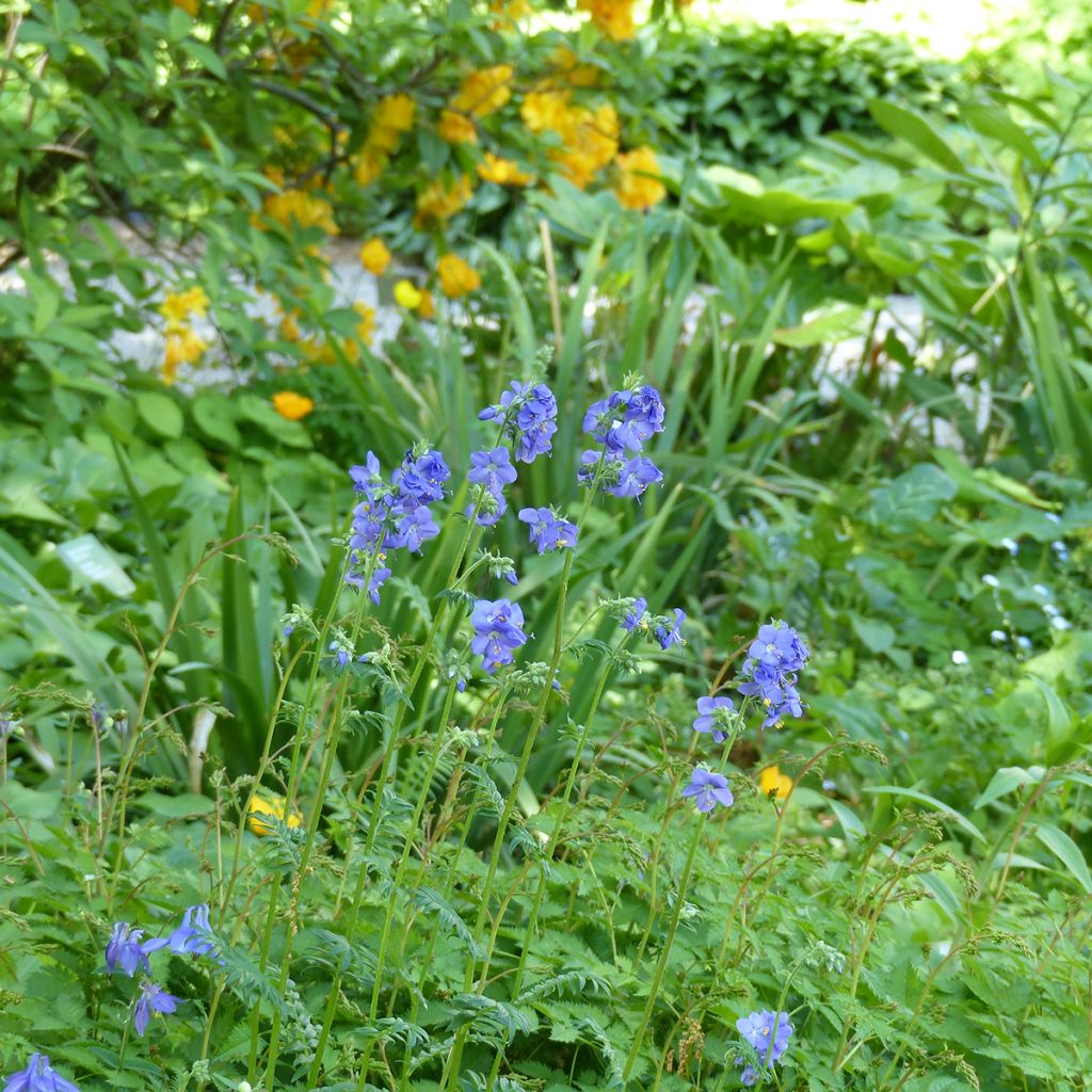 Graines de Polemonium caeruleum Blue Pearl