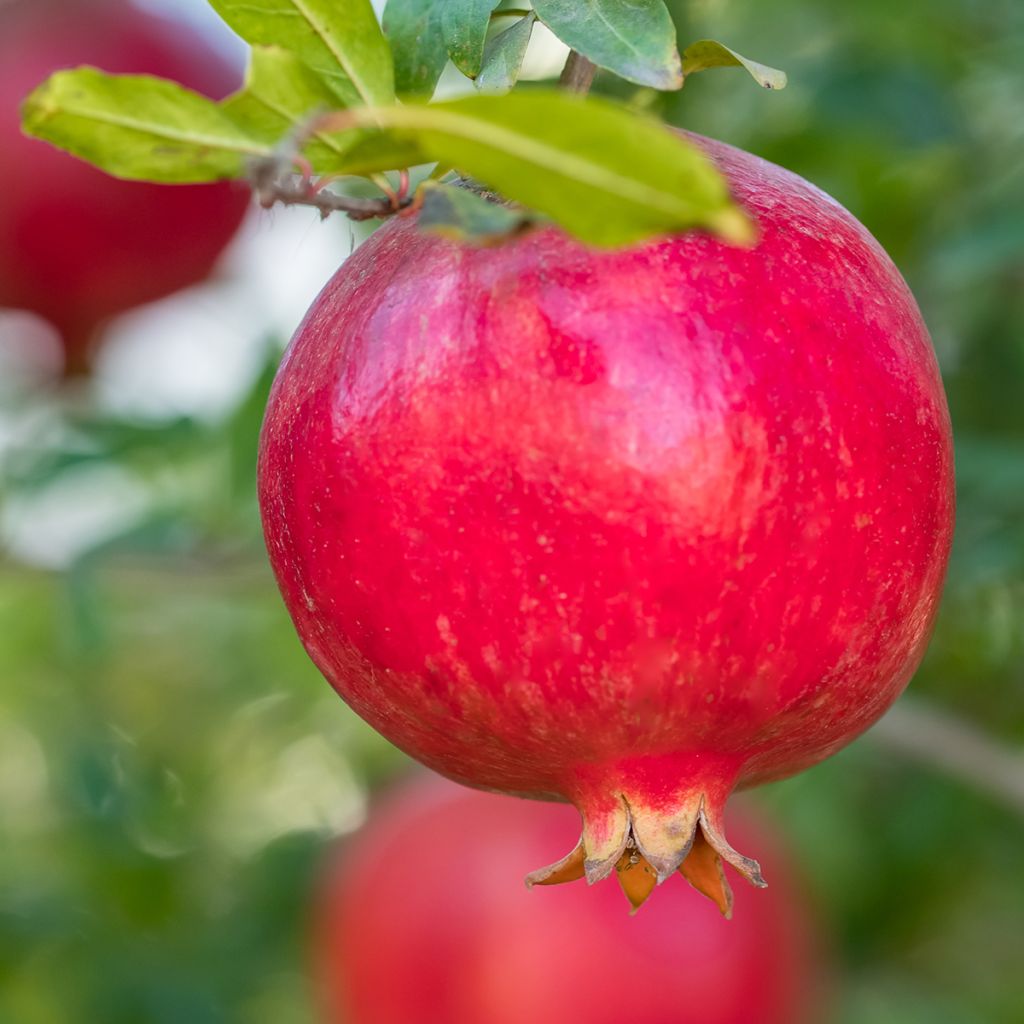 Graines de Punica granatum  - Grenadier à fruits