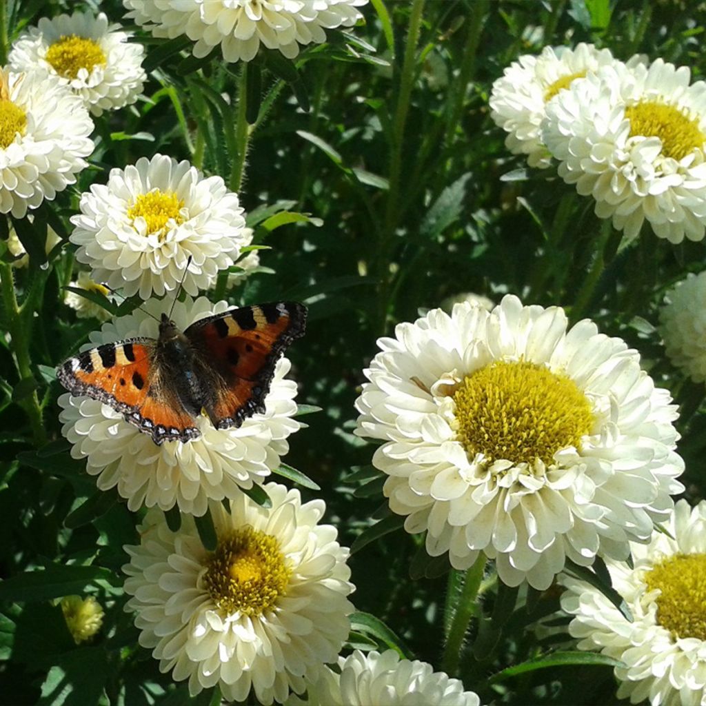 Graines de Reine-Marguerite Matsumoto Field grown Mix BIO - Callistephus chinensis