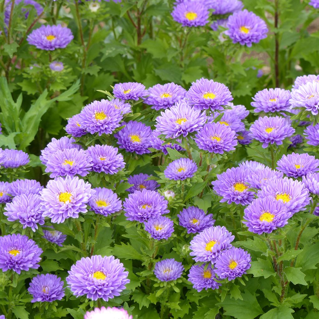 Graines de Reine-Marguerite Matsumoto Light Blue - Callistephus chinensis