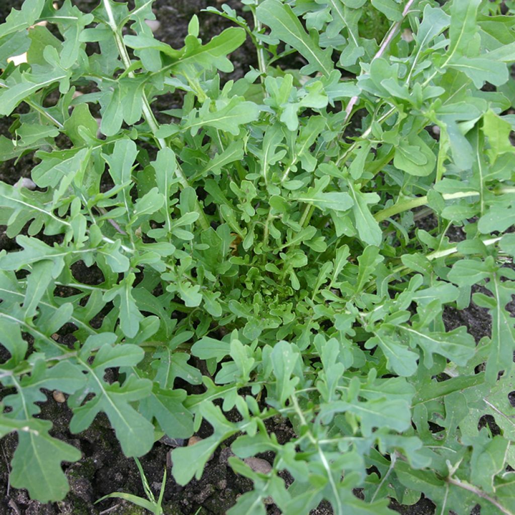 Roquette cultivée Esmée BIO