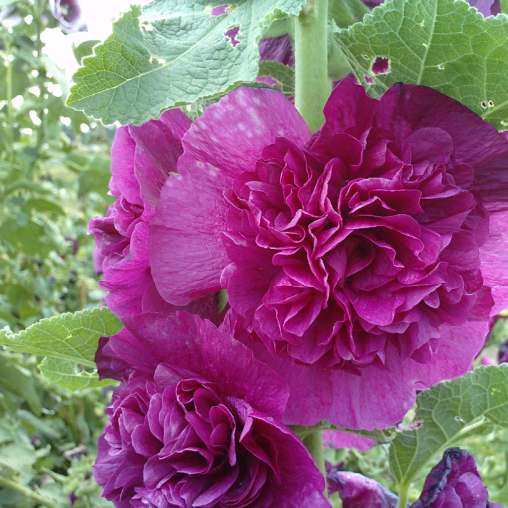 Graines de Rose trémière double Chater's Violet - Alcea rosea