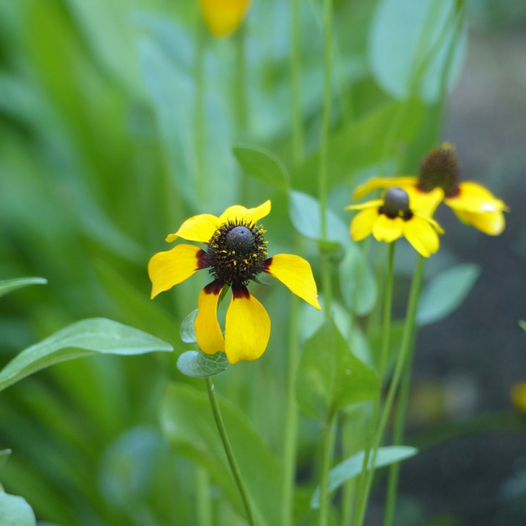 Graines de Rudbeckia Chapeau Mexicain - Rudbeckia amplexicaulis