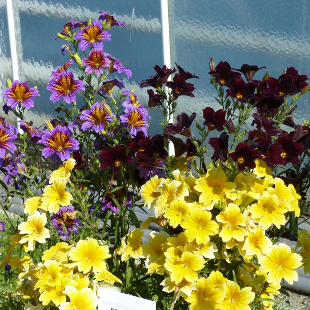 Graines de Salpiglossis sinuata Royale F1 Mix