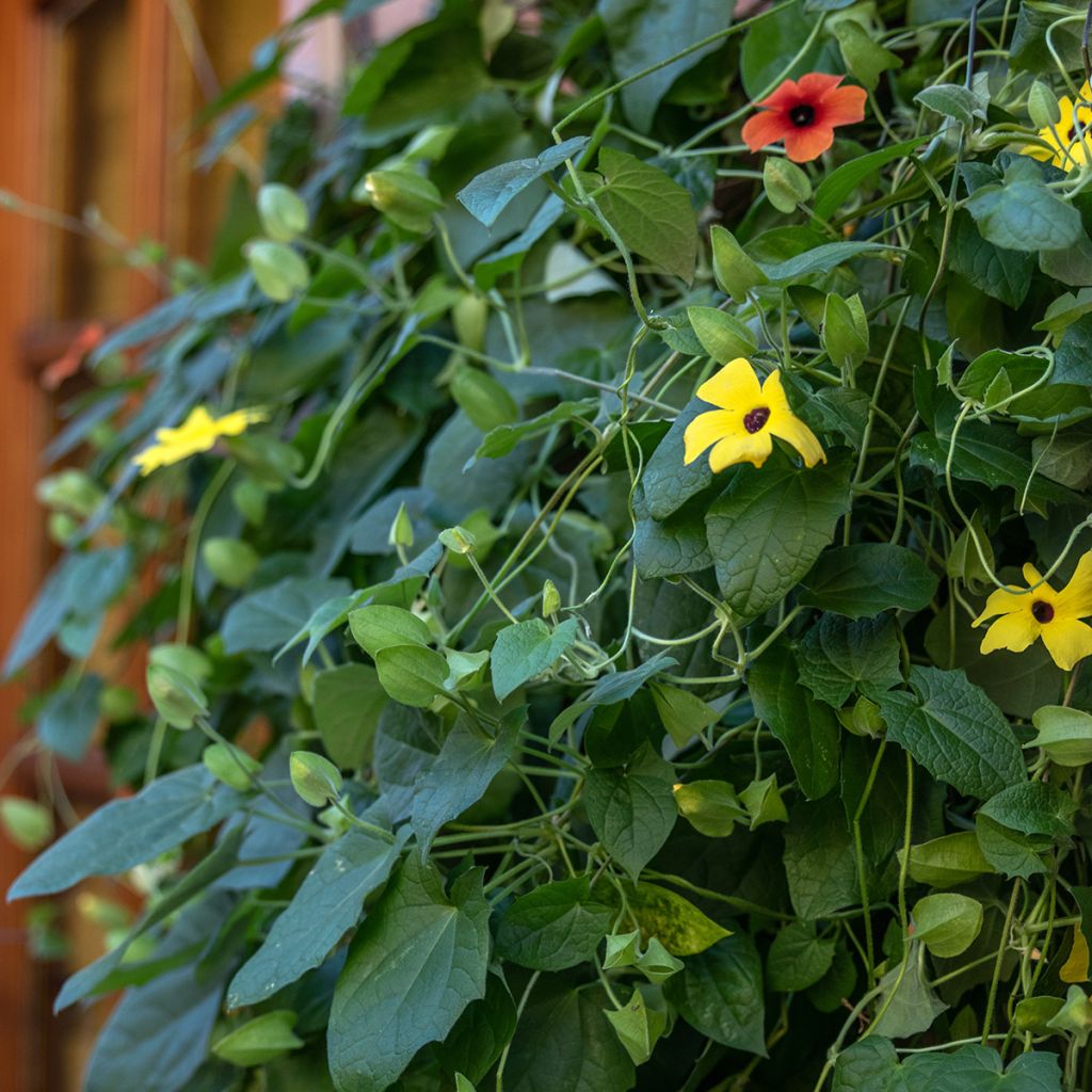 Graines de Suzanne aux yeux noirs en mélange - Thunbergia alata