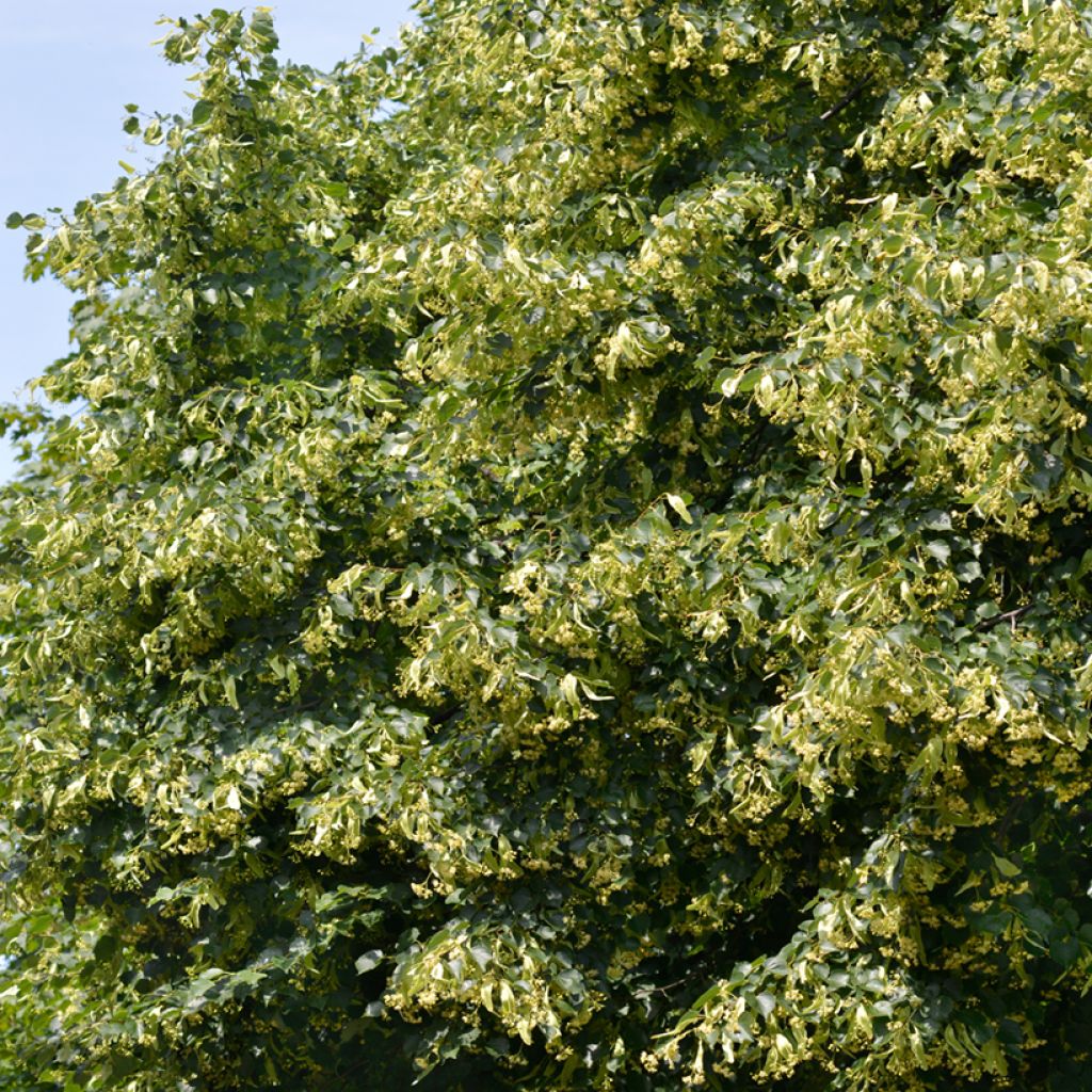 Graines de Tilleul à petites feuilles - Tilia cordata