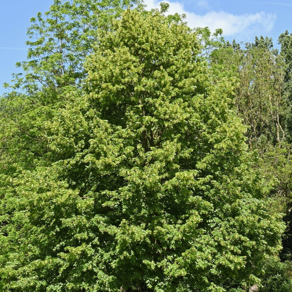 Graines de Tilleul à petites feuilles - Tilia cordata