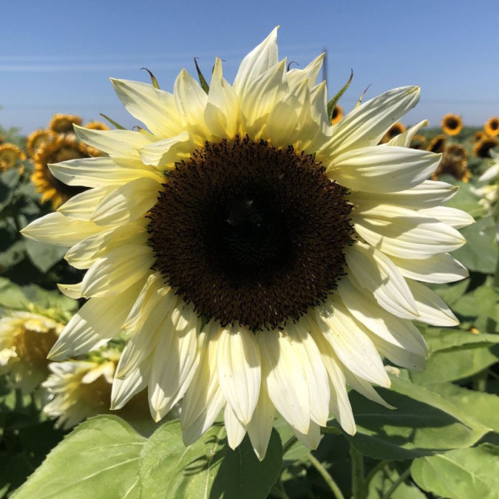 Graines de Tournesol Pro-Cut F1 White Nite - Helianthus annuus