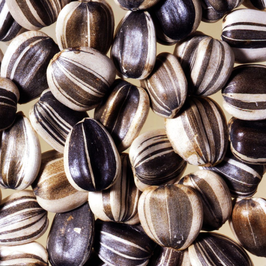 Graines de Tournesol géant Titan extra-tall - Helianthus annuus