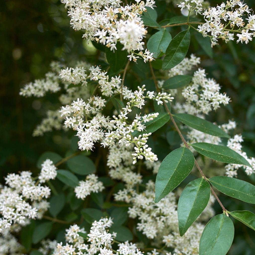 Graines de Troène commun - Ligustrum vulgare