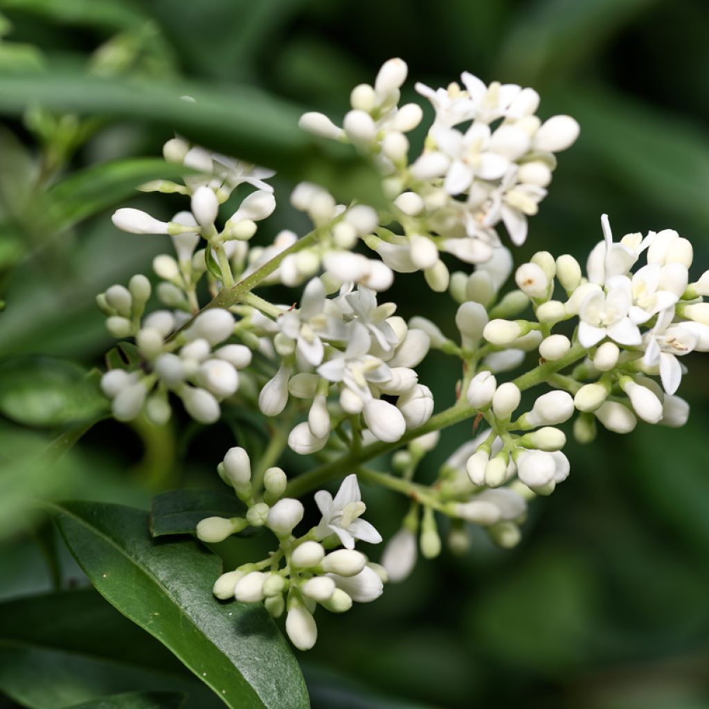 Graines de Troène commun - Ligustrum vulgare