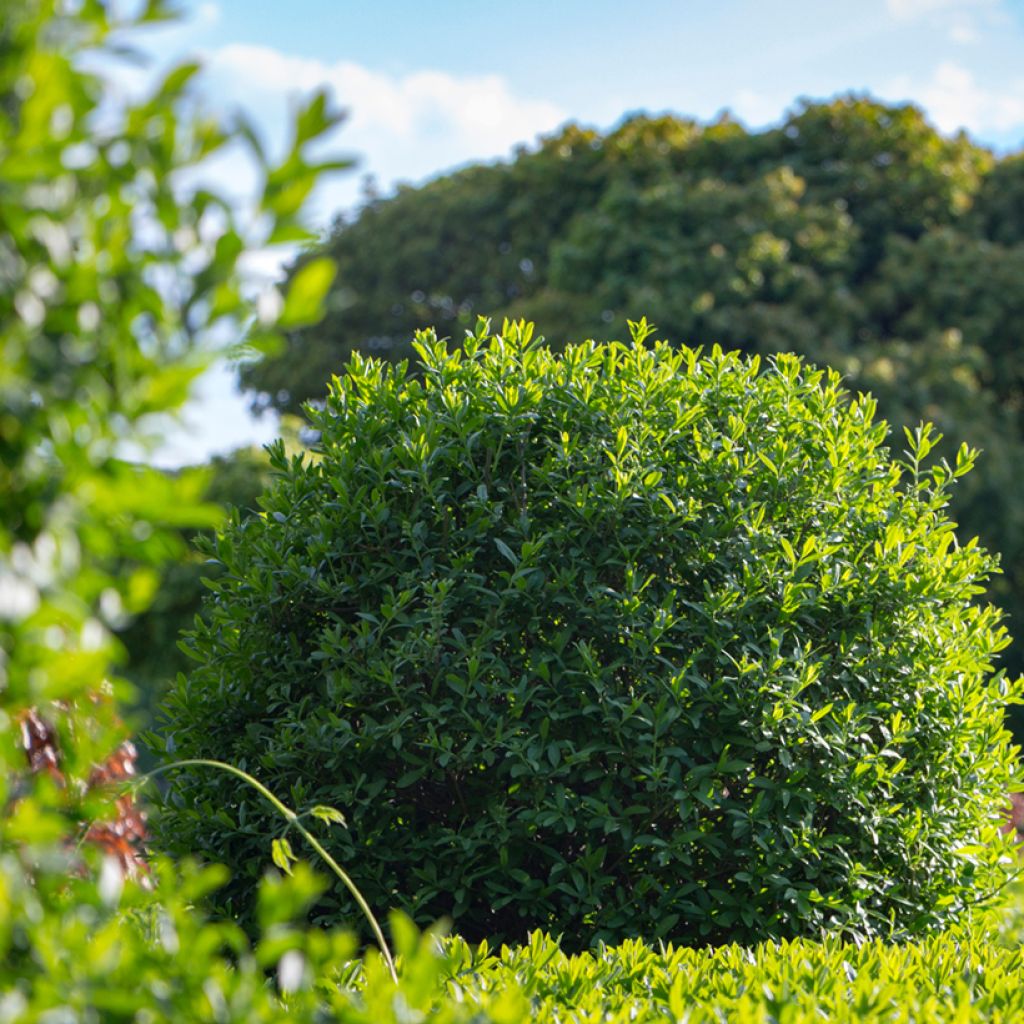Graines de Troène commun - Ligustrum vulgare