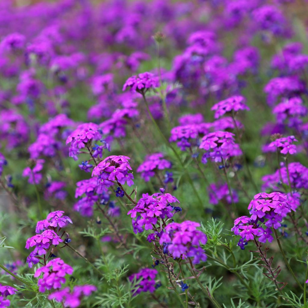 Graines de Verveine annuelle Imagination - Verbena hybrida