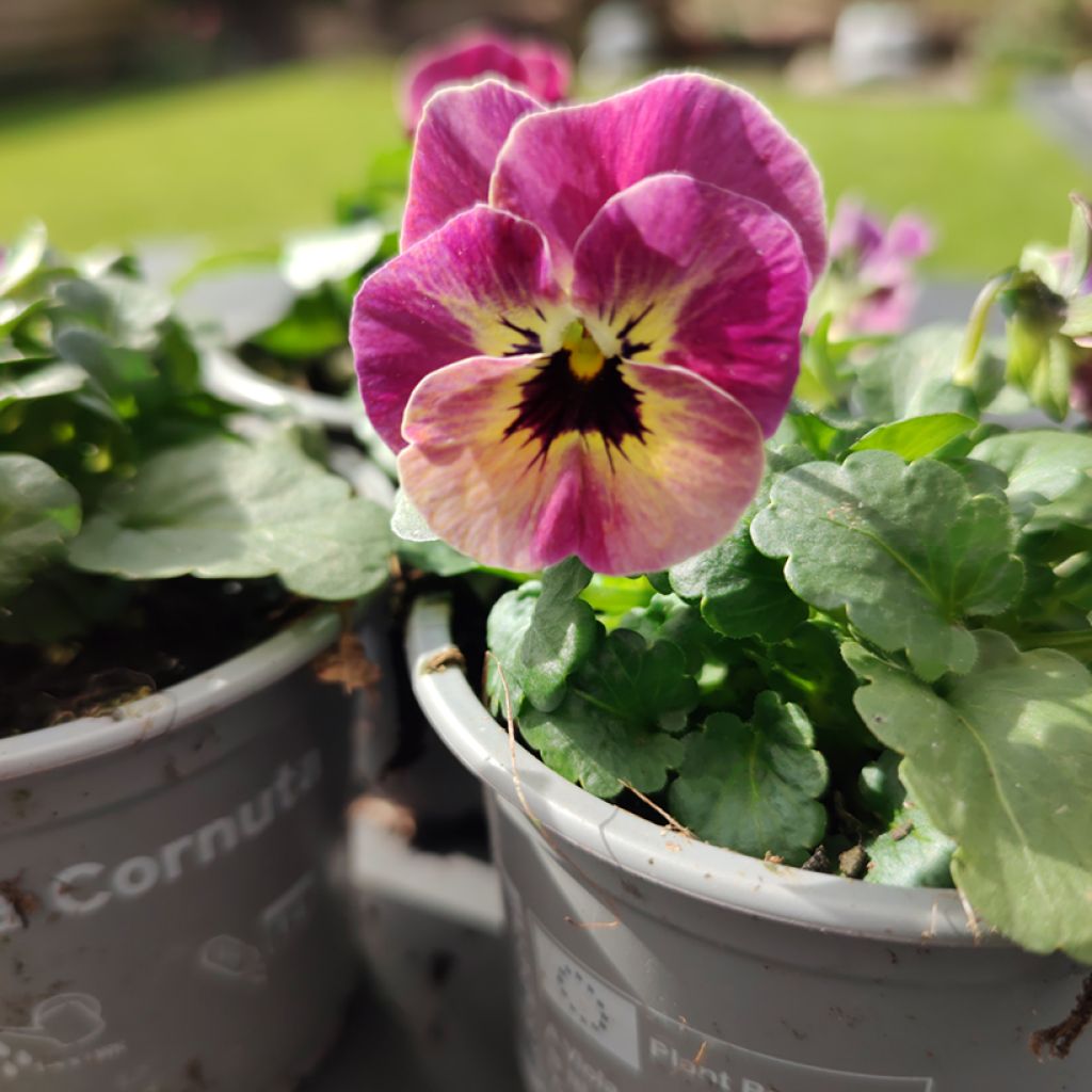 Graines de Viola cornuta Laeta Antique Shades