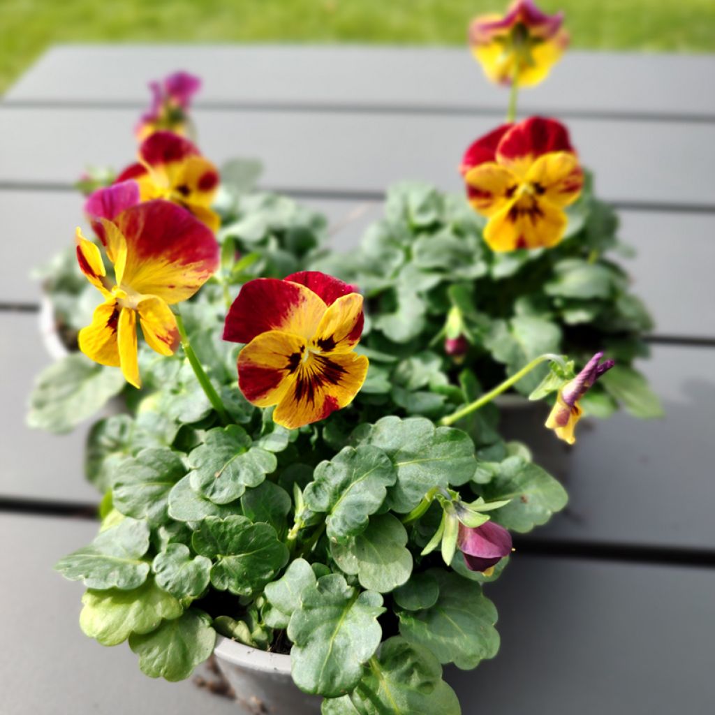 Graines de Viola cornuta Laeta Fire