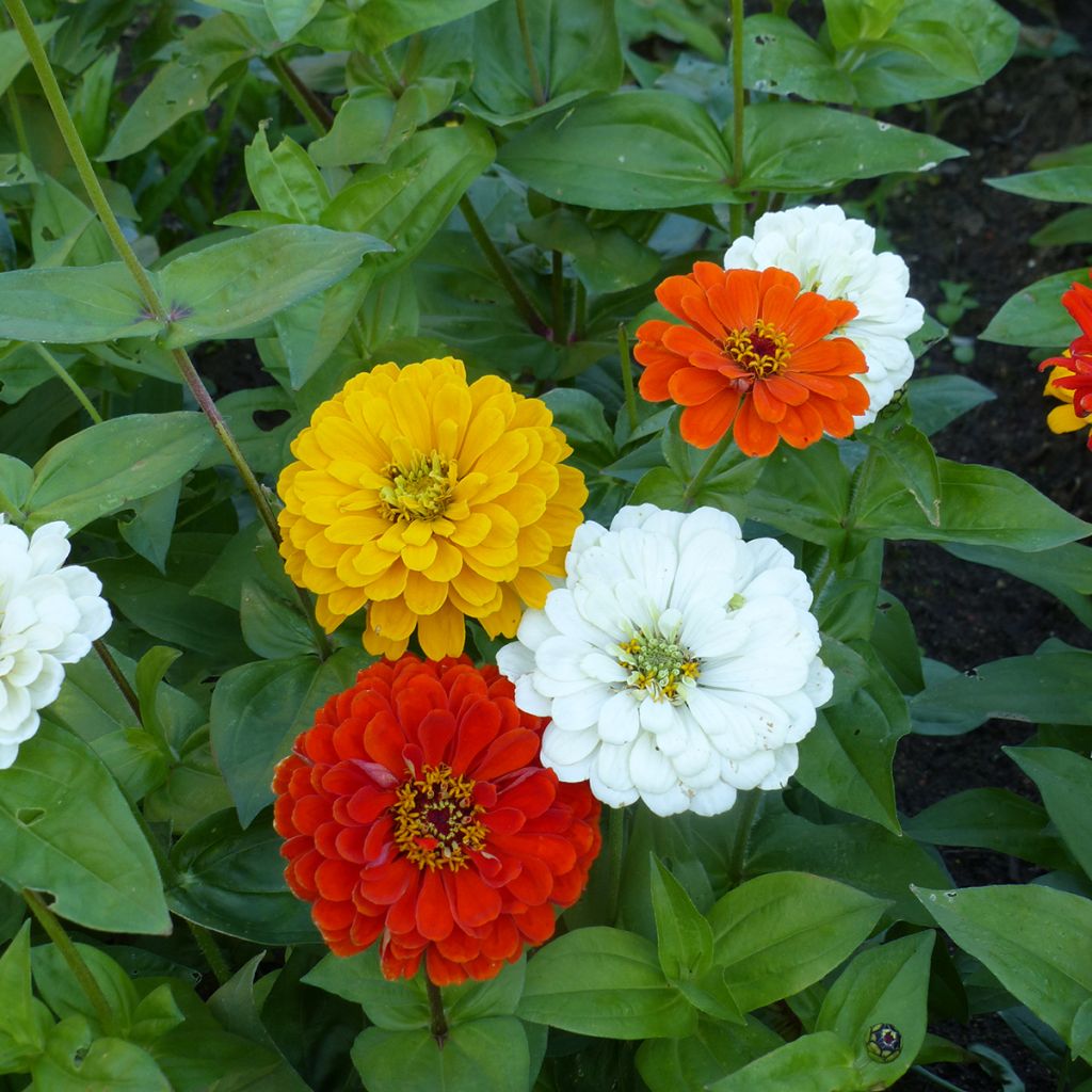 Graines de Zinnia elegans Citro Mix