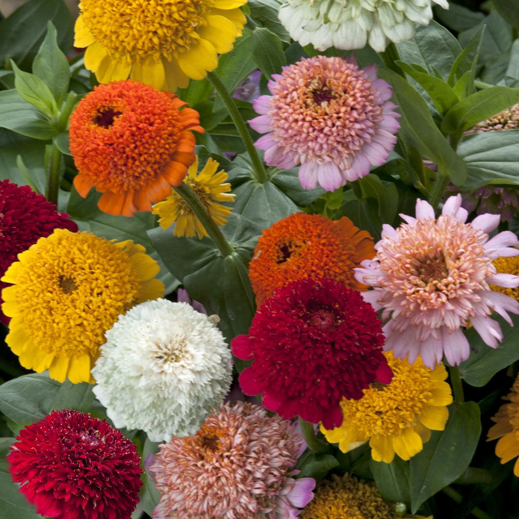 Graines de Zinnia elegans Cresto! Citrus Mixture