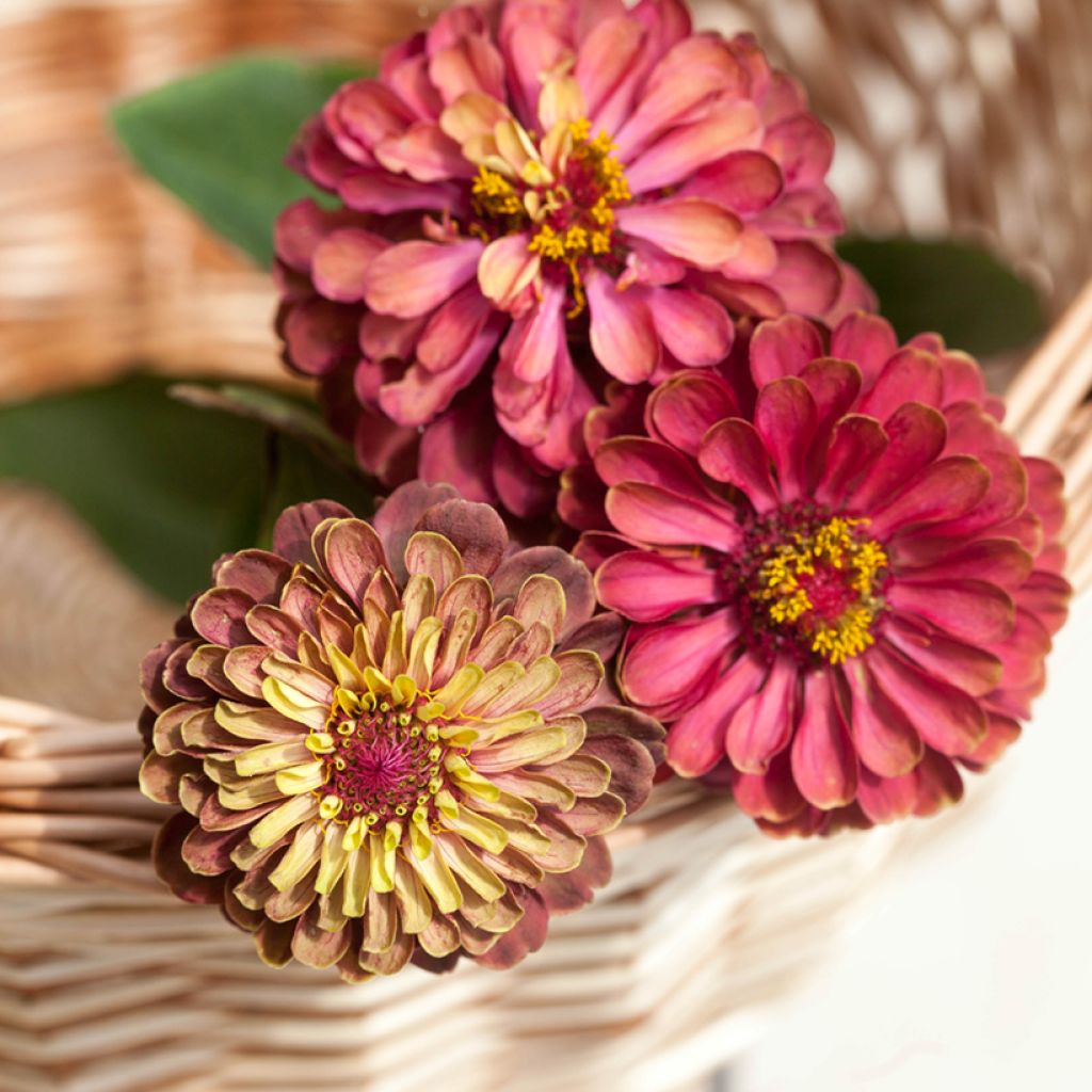 Graines de Zinnia elegans Queen Red Lime