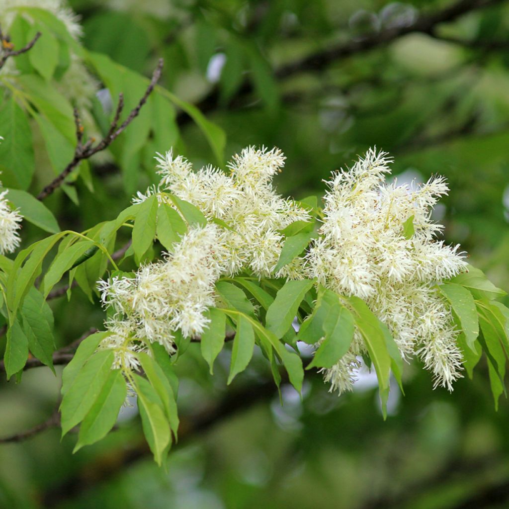 Graines de Frêne à fleurs - Fraxinus ornus