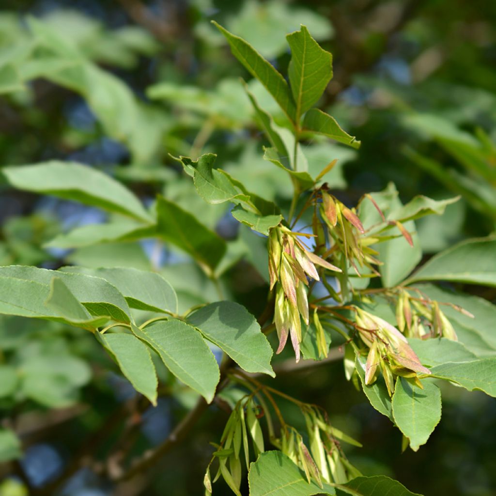 Graines de Frêne à fleurs - Fraxinus ornus