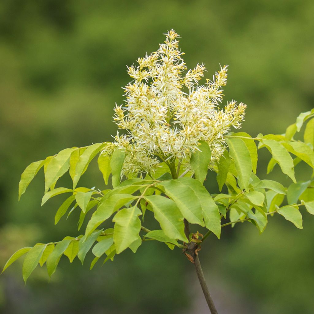 Graines de Frêne à fleurs - Fraxinus ornus