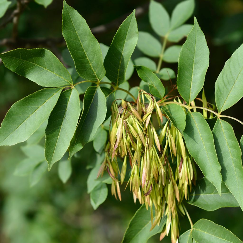 Graines de Frêne à fleurs - Fraxinus ornus