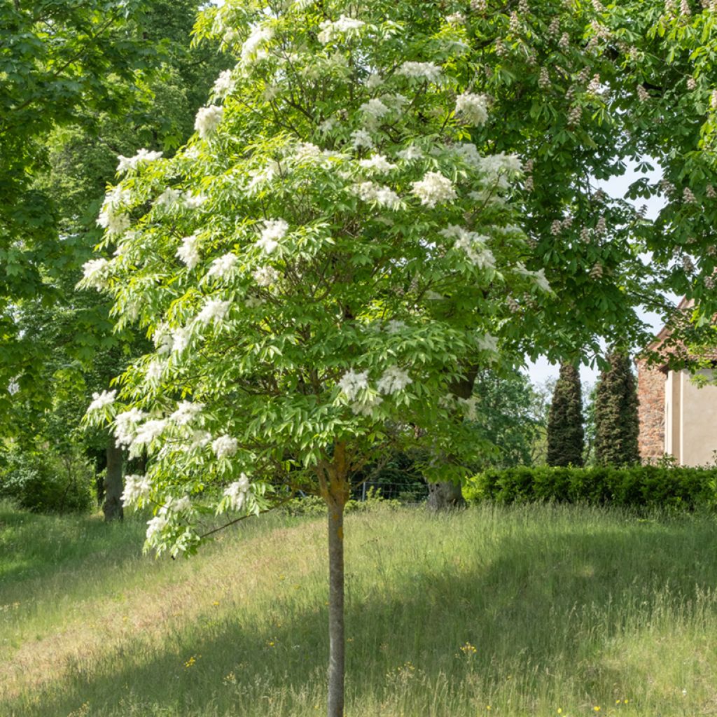 Graines de Frêne à fleurs - Fraxinus ornus