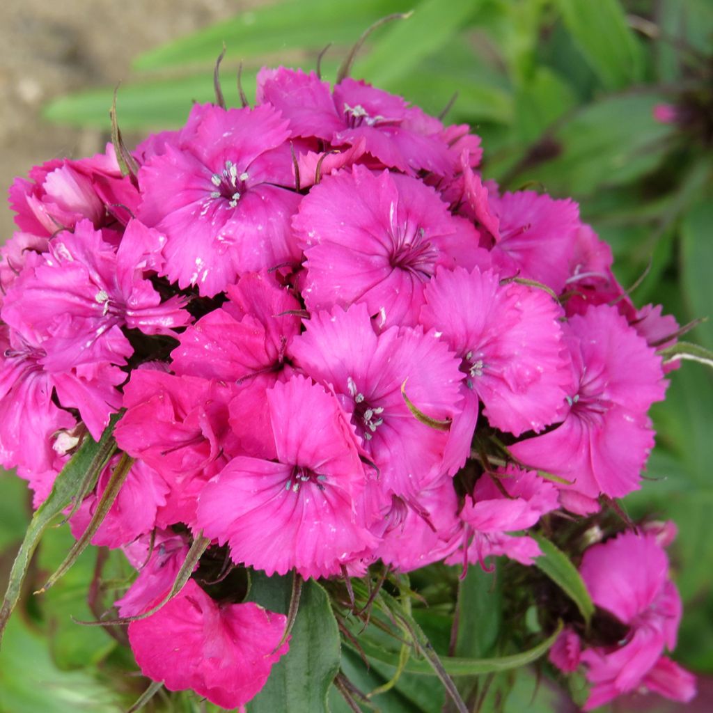Graines d'Œillet de poète Etournelle Rose - Dianthus barbatus
