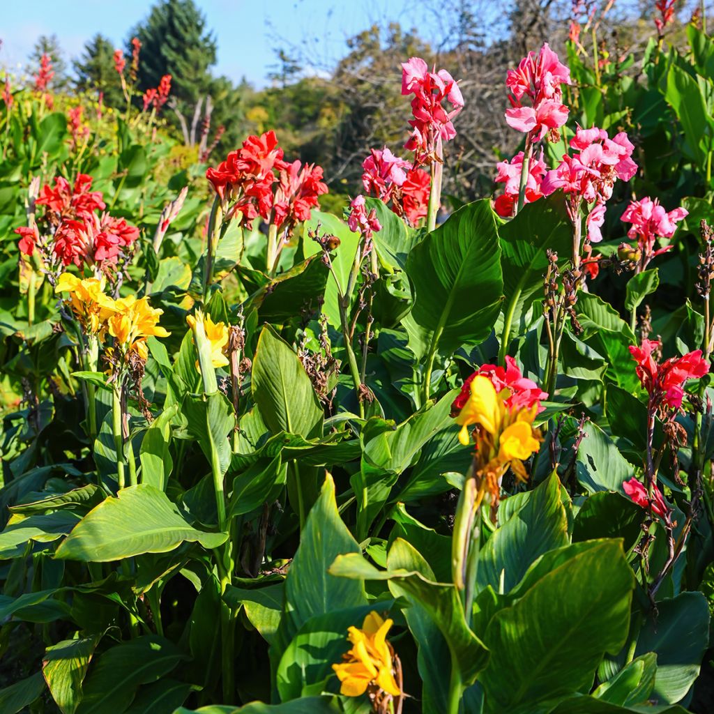 Graines de Canna indica  - Balisier en mélange 