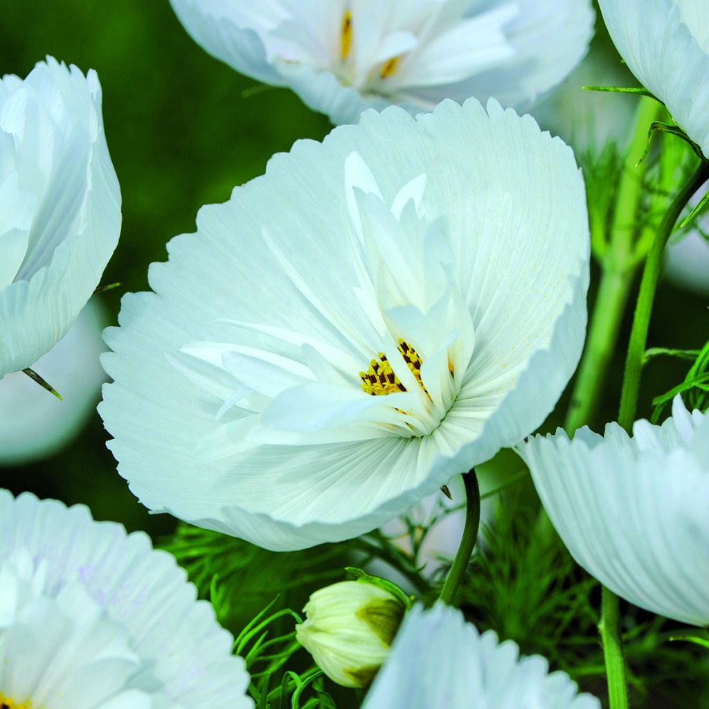 Graines de Cosmos Cupcakes White - Cosmos bipinnatus