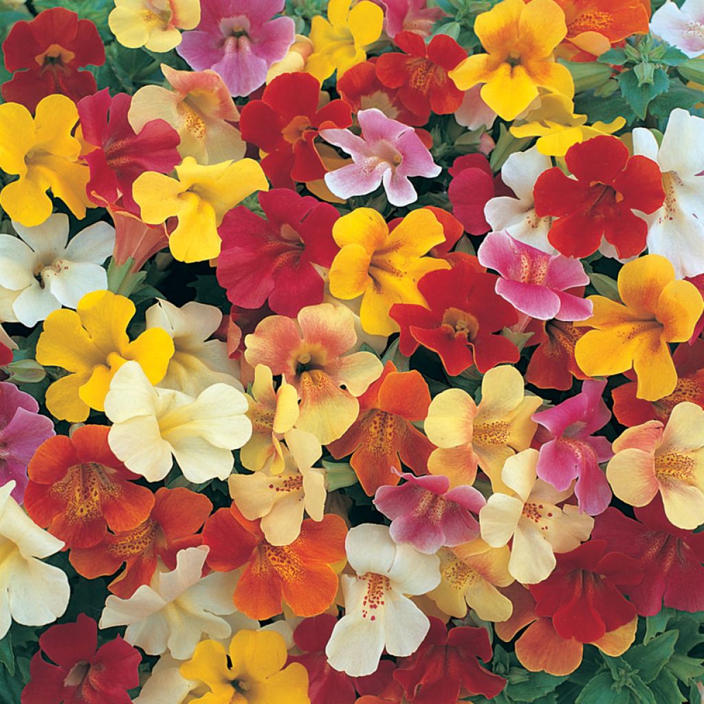 Graines de Mimulus Mystic Mixed F1 Hybrid 
