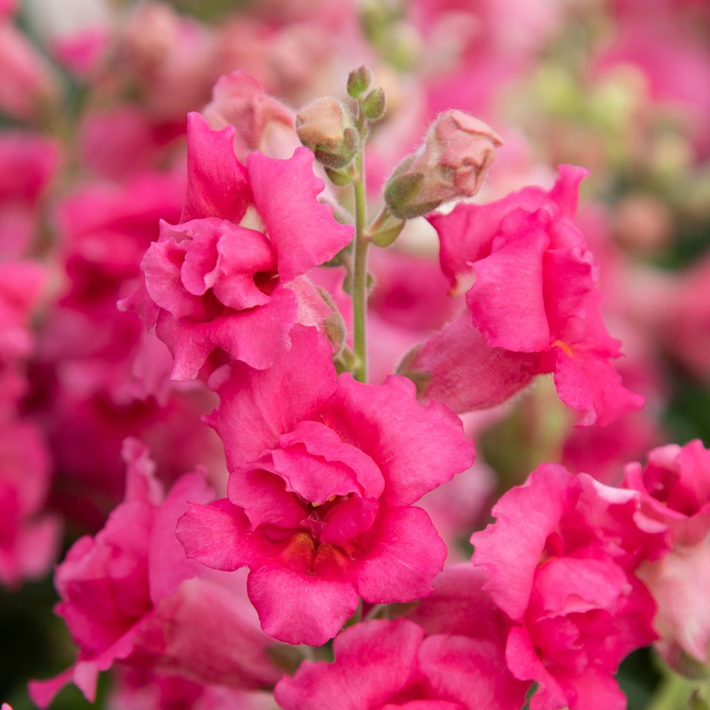 Graines de Muflier Sweet Duet Rose Shades - Antirrhinum majus