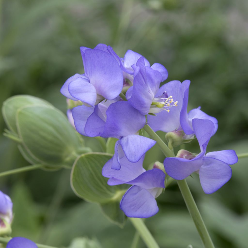 Graines de Pois de senteur bleu de Lord Anson - Lathyrus nervosus Lord Anson's Pea 