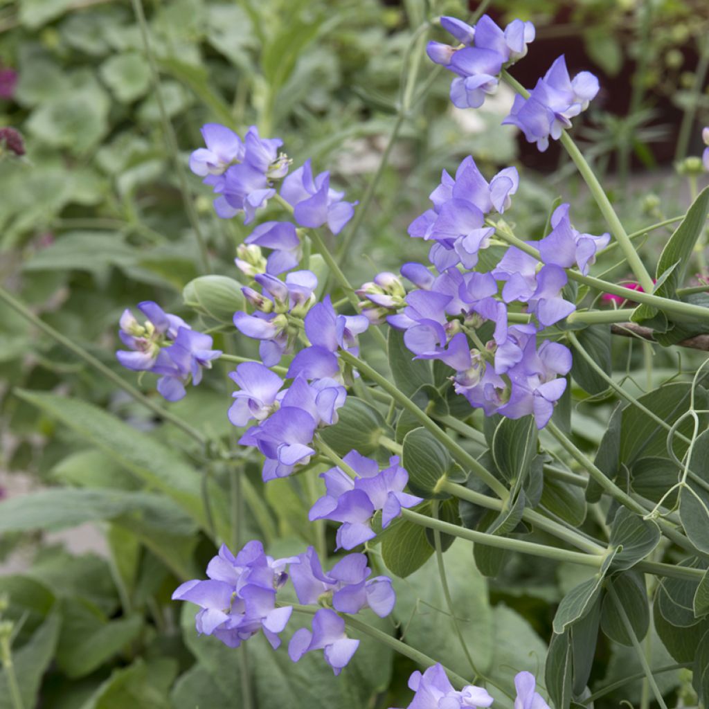 Graines de Pois de senteur bleu de Lord Anson - Lathyrus nervosus Lord Anson's Pea 
