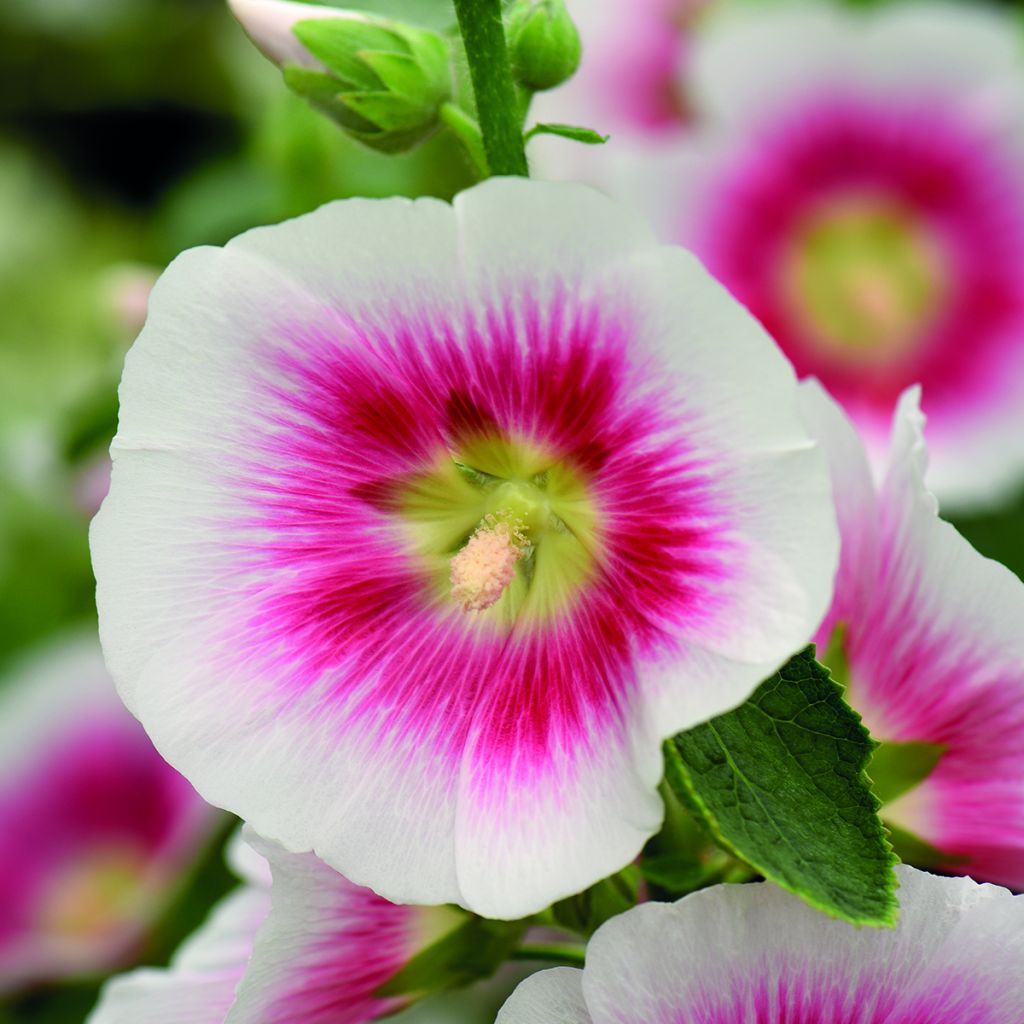 Graines de Rose trémière Halo Blush - Alcea rosea