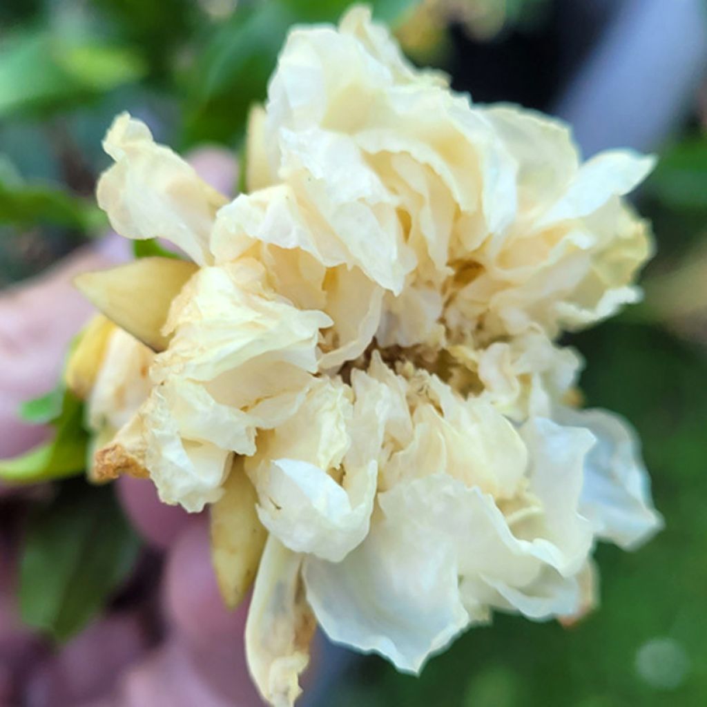 Grenadier à fleurs - Punica granatum Alba Plena