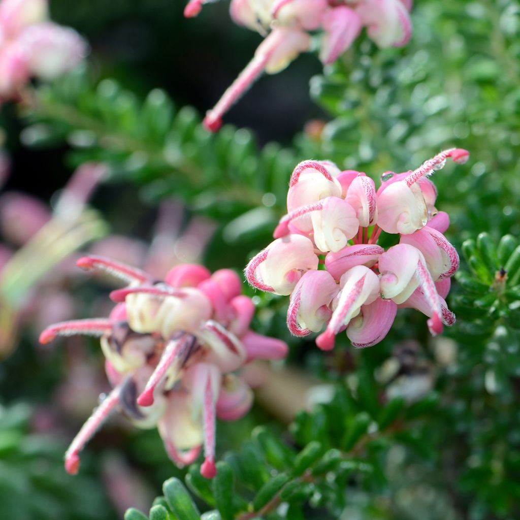 Grevillea lanigera Mount Tamboritha 